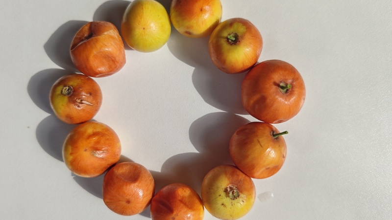 ترکیبات مغذی عناب تازه و خشک