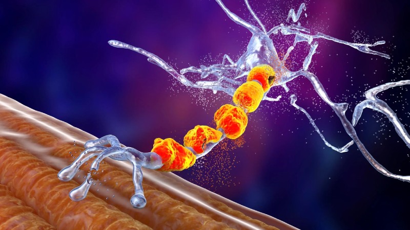 علل ابتلا به ای ال اس؛ چه عواملی در بروز بیماری نقش دارند؟